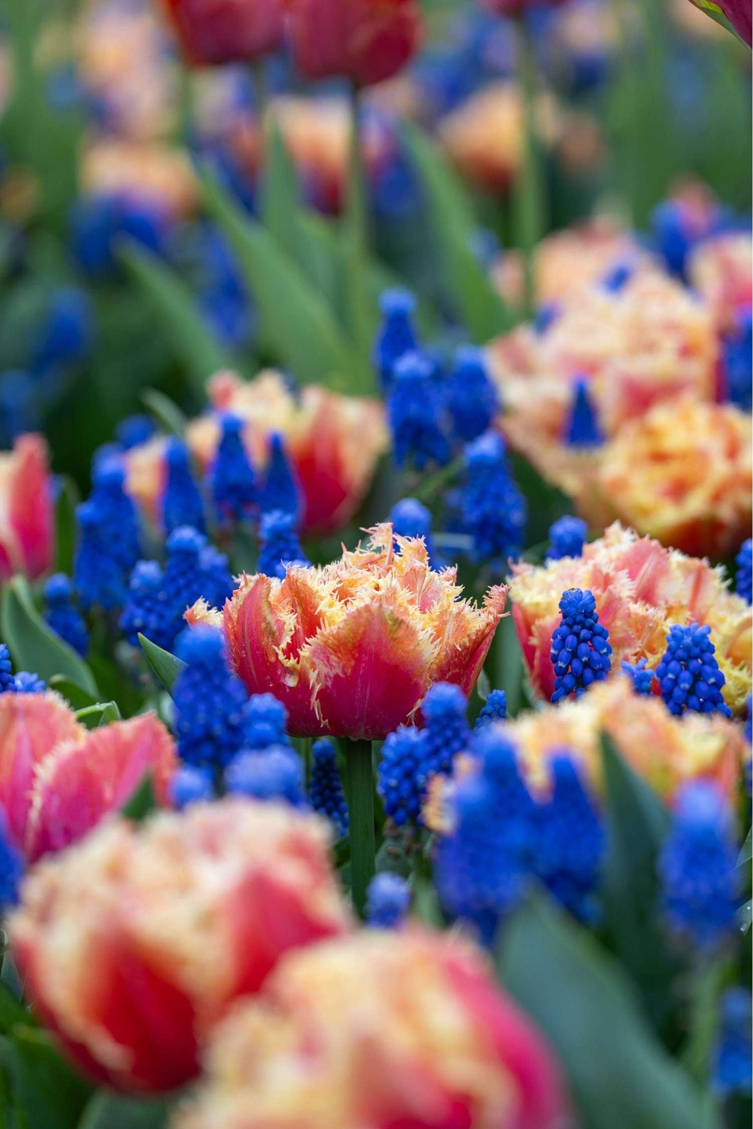 Blumenzwiebel - Kollektion 'Amazing Ocean' - Løgblanding
